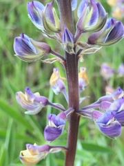 Lupinus oreganus