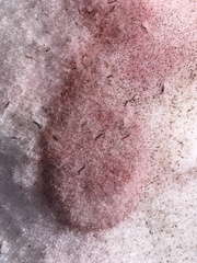 Chlamydomonas nivalis