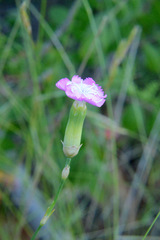 Dianthus caryophyllus