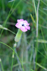 Dianthus caryophyllus