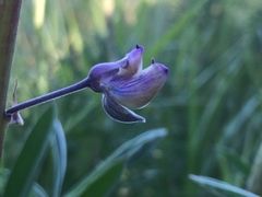 Lupinus oreganus