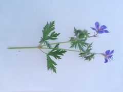 Geranium pratense