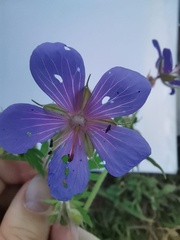 Geranium pratense