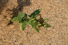 Tournefortia sibirica