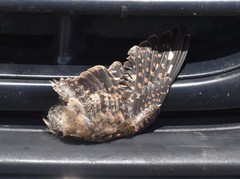 Chordeiles acutipennis