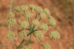 Astrodaucus littoralis