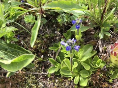 Veronica bellidioides