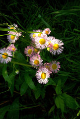 Erigeron glabellus