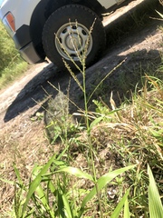 Urochloa adspersa