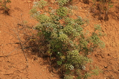 Astrodaucus littoralis