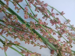 Rumex thyrsiflorus