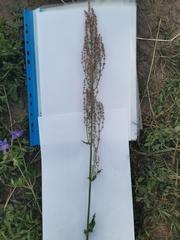 Rumex thyrsiflorus