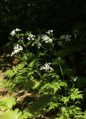 Anthriscus sylvestris