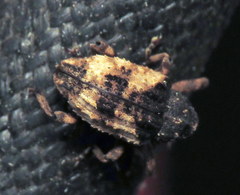 Cryptorhynchus fuscatus