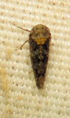 Paraphlepsius collitus