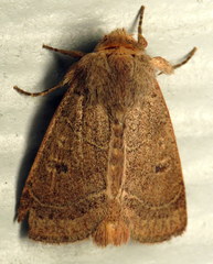 Noctuinae