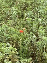 Papaver rhoeas