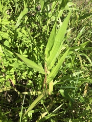 Urochloa adspersa