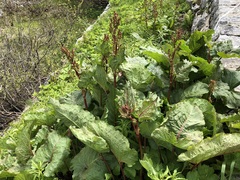 Rumex alpinus