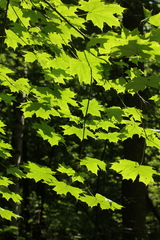 Acer platanoides