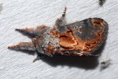 Notodonta scitipennis