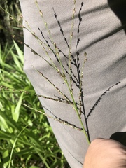 Urochloa adspersa