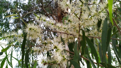 Image of Melaleuca leucadendra by (c) Steve Fitzgerald, some rights reserved (CC BY-SA)