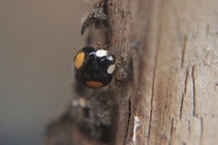 Harmonia axyridis