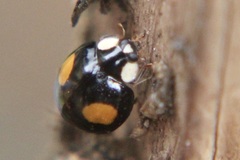 Harmonia axyridis