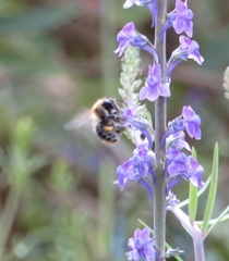Bombus