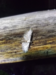 Eupithecia succenturiata