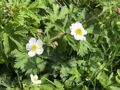 Ranunculus aconitifolius