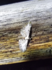 Eupithecia succenturiata