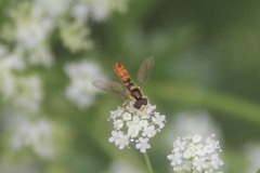 Sphaerophoria rueppellii