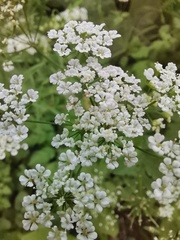 Chaerophyllum temulum