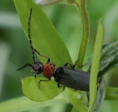 Silis ruficollis