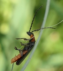 Silis ruficollis