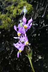 Primula pauciflora macrocarpa