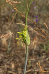 Allium flavum tauricum