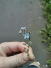 Myosotis arvensis