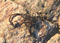 Hadogenes troglodytes