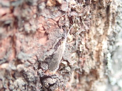 Annulipalpia