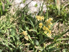 Luzula lutea