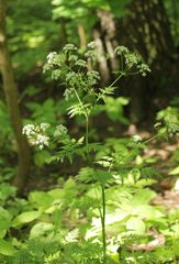 Anthriscus sylvestris