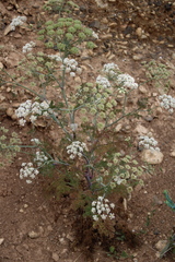 Astrodaucus littoralis