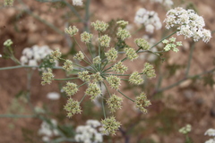 Astrodaucus littoralis