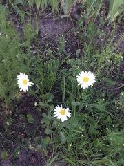 Leucanthemum vulgare