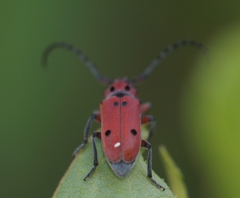 Tetraopes texanus
