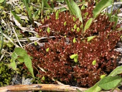 Ptychostomum pallens