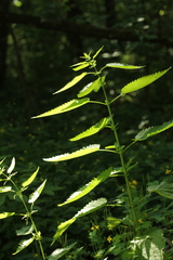 Urtica dioica